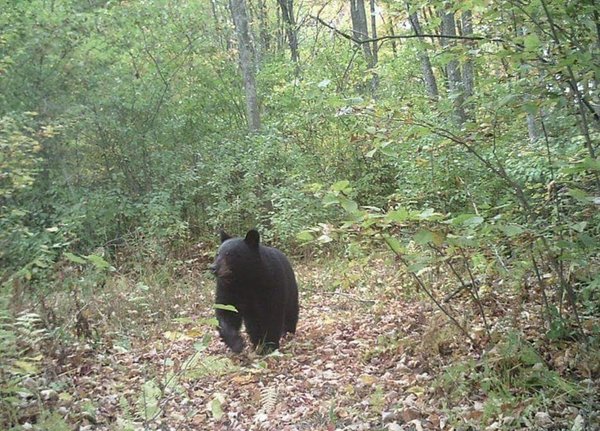 wvt bear west trail