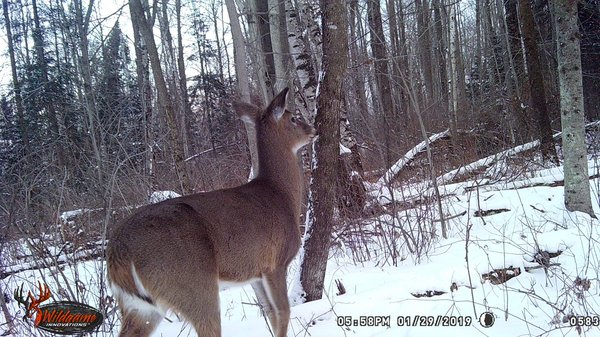wvt camp deer in snow