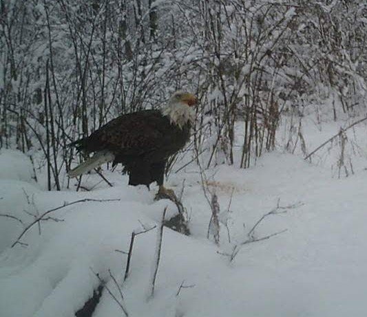 wvt camp eagle snow (2)