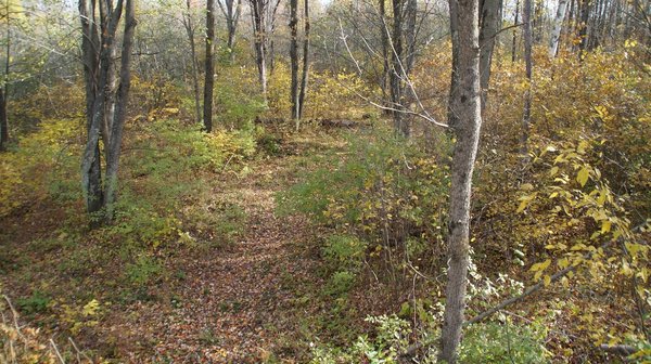 wvt camp swamp walkway