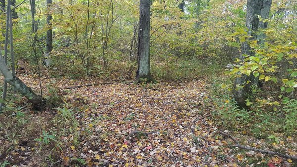 wvt camp fork in trail