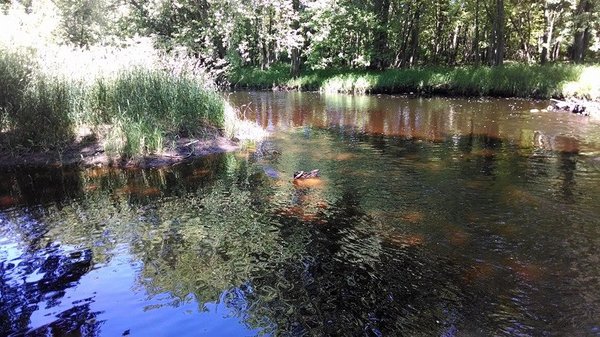 wvt camp main creek bend