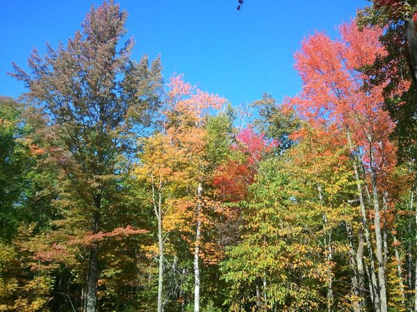 wvt camp red trees along snafu