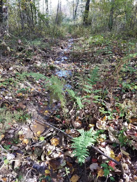 wvt camp spring runoff