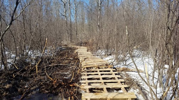 wvt camp swamp walkway