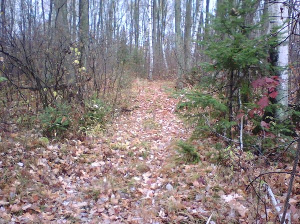 wvt late fall trail with leaves